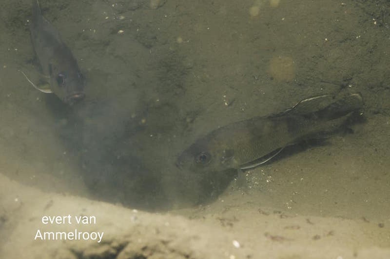 Greenwoodochromis bellcrossi 'Chituta Bay'
